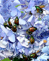 Swarms of Japanese beetle adults on plants in a landscape is not necessarily a good indicator that large numbers of grubs will also be present in nearby lawns.