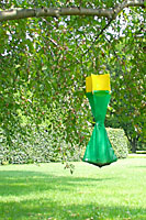 Japanese beetle traps can attract beetles from miles around, so do not put them in your yard!