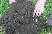 To scout for grubs, a day or two after a heavy rain, peel back square foot flaps of sod every twenty feet or so and count the number of grubs. If there are more than ten grubs per square foot, you may want to consider treating.