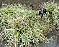 Variegated `Evergold' Japanese sedge is another grass-like plant that can provide a spot of color among solid-colored hosta in damp, shady spots in your garden.