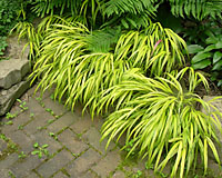 Variegated hakonechloa thrives in moist, shaded sites and it's left alone by slugs and snails!