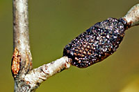 Forest tent caterpillar egg masses are roughly an inch long and black turning to light tan as the eggs hatch in early spring.