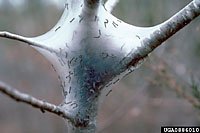 Eastern caterpillars spin silky, light-colored tents in April and early May to protect themselves from predators, especially birds.