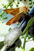 Forest tent caterpillar adults are a typical brown moth, seen here laying eggs on a pencil diameter stem between mid-July and mid-August.