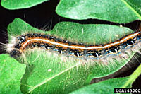 Eastern tent caterpillar has a single white stripe running down its back as compared to a series of diamonds on the backs of forest tent caterpillars.