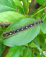 Forest tent caterpillars have stripped the leaves from tens of thousands of acres of forests across Central and Northern New York during the past several years.
