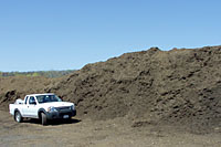 When mulch is stockpiled too high, too long, or when its very wet, it can start to decompose anerobically. This results in the formation of byproducts that can burn the leaves of garden plants.