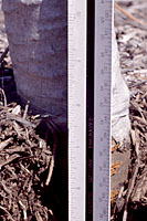 Mulch piled eight inches deep against the trunk of this young tree can lead to the decay of tender bark.