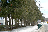 This arborvitae hedge no longer provides an effective screen between this property and adjacent street!