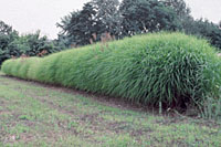 Large miscanthus can make effective privacy screens by mid-summer.