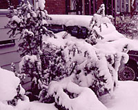 One reason that's often not a good idea to use evergreens in foundation plantings is that they're easily damaged by snow and ice sliding off of roofs.