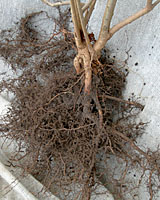 Washing all the soil from the roots results in a much lighter, and weed-free transplant!