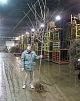 This fifteen foot tall, bare root honeylocust tree will be stored in this large, refridgerated warehouse from November through April. 