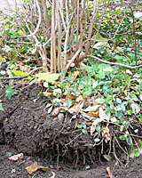 The rootball of this six foot tall lilac is about three feet wide and ten inches deep.