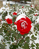 It's not unusual for a few rose blooms to open as late as early November!