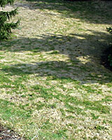 For as bad as severe snowmold infections can look in early spring, they rarely cause permanent damage.