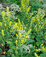 There are no little elves in the woods outside of Little Falls, New York that cut back these native woodland asters and goldenrod every fall!