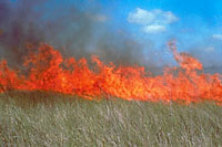 In wildflower meadows, fast-moving fires turn dead leaves and stems to ash, but the roots and growing points of meadow perennials remain unharmed at or just below the soil surface.