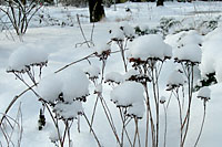 Snow sitting on top of the spent flowerheads of `Autumn Joy' sedum creates a mushroom-like sculpture in the garden.