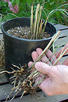 Washing the soil from ornamental grass tillers before potting up or planting out in the landscape eliminates the chance of spreading unwanted weeds.