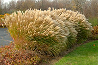Backlit by late autumn sunlight, ornamental grasses are stunning in full bloom!