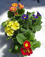 Sold as colorful pot plants at grocery stores and big box retailers in late winter, primroses can be planted in cool, moist, shady spots in Central New York landscapes.