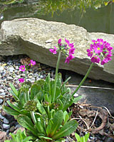 Drumstick primrose has thrived in a gravel-filled bog at the edge of our pond for years.