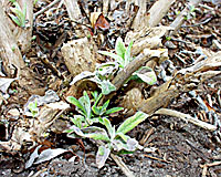 The stems of butterfly bush can be cut back to about four inches above the ground in early spring.