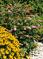 Butterfly bush, background, always looks great in combination with blackeye Susans, foreground.