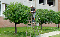 Please, never do this! If you have to leave the ground to prune anything in your landscape, call a professional!