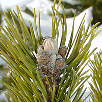 If you prune pine trees and shrubs between late July and mid-May, you'll remove their dormant buds.