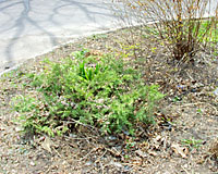 Less than five minutes later, the size of the plant has been reduced significantly by selectively removing five stems.