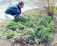 Here I'm getting ready to selectively remove a branch from an overgrown juniper with handpruners.