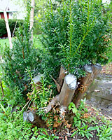 Cutting back yews this drastically should be done in early spring to give lush, new growth a chance to completely harden off the following fall.