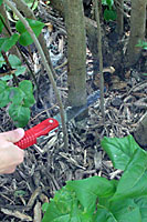 When pruning flowering shrubs, a folding pruning saw works best to remove old stems right at the ground.