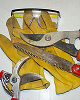 Lopers, folding pruning saw, handpruners, gloves and eye protection are the key tools for pruning shrubs.