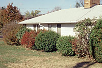 Shearing to control the size of shrubs eliminates their soft, natural form.