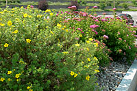 Yellow-flowered potentilla and pink-flowered spirea thrive in hot, dry sites and grow only about four feet tall and wide.