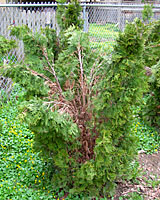 Many small evergreens are still disfigured from last weeks heavy snow.
