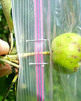 Staples on either side of the fruit stem and over the ziplock seal keep the bag secured over the fruit all summer long.