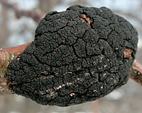 If you look very closely at a black knot in ealry spring, you can see the structures that contain ascospores are swollen and ready to burst as the weather warms.