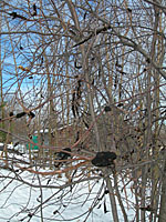 Black knot infections are very obvious against a backdrop of winter snow.