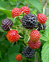 Black raspberries are but one of more than a dozen different small fruit that can be grown successfully in Central New York.