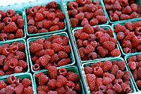Grown well, a single raspberry plant can produce several pounds of fruit per year!
