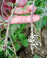 If black raspberry canes aren't tipped as needed from July into September, they'll take root. This will quickly result in a planting that's hard to keep in check.