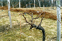 This is the same plant as that pictured at the top of the page - after it was pruned back to four, ten bud vines and four renewal spurs!