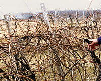 This is what a grapevine looks only one year after being pruned correctly!