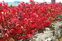 There are few shrubs that add as much fall color to the landscape as burning bush!