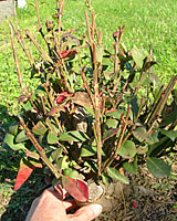 The trunk of this burning bush thats been cut back to within a foot of the ground is about six inches in diameter.