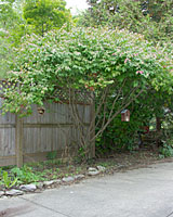 You can turn a large burning bush into an attractive small tree by removing its lower limbs.